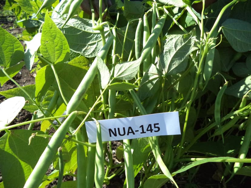 Evaluación de líneas de frijol rico en hierro por IDIAF en la República Dominicana.