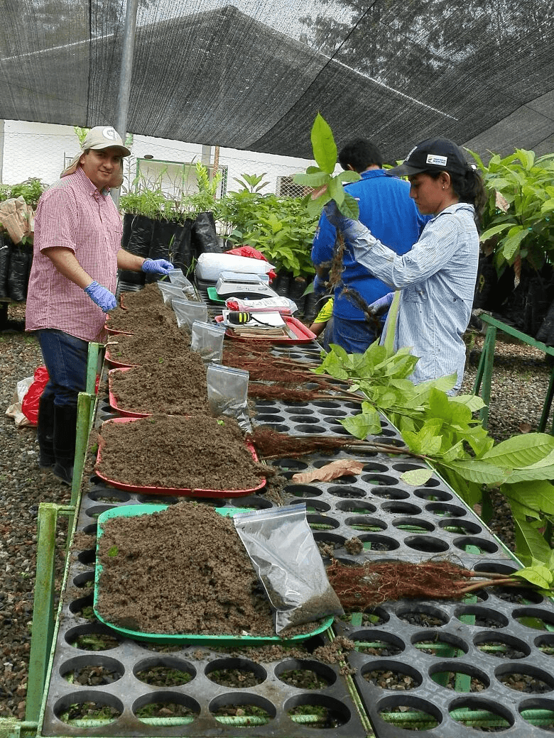 Muestreo destructivo de plantas de cacao en invernadero en Colombia