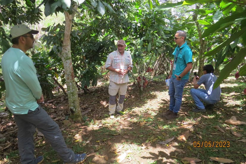 Sistemas de producción de cacao en finca