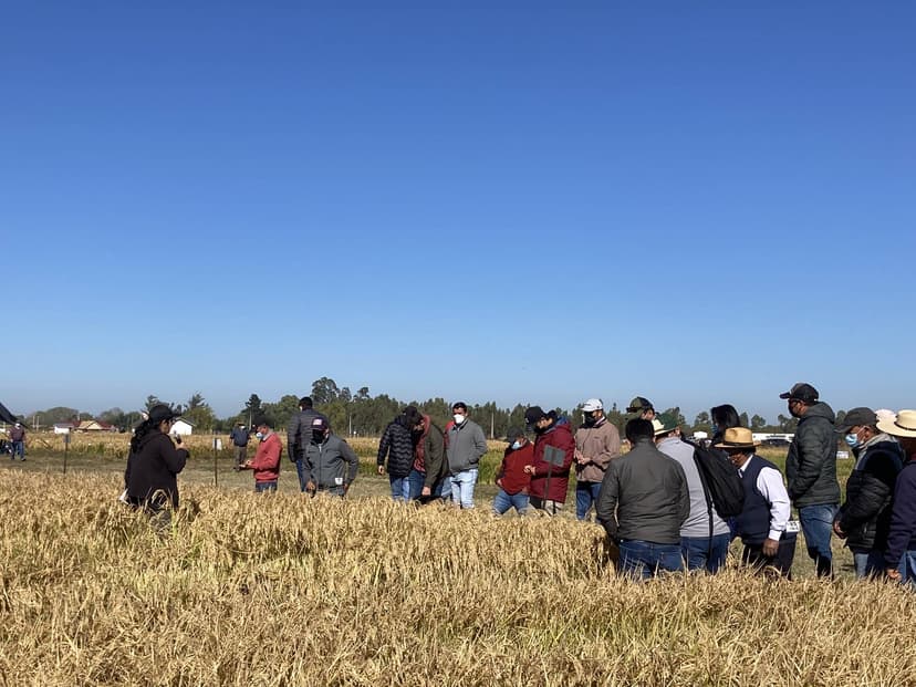 Encuentro anual del arroz en Ñuble