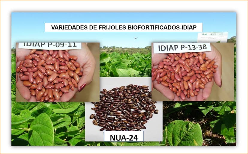 Variedades Biofortificadas  de Panama