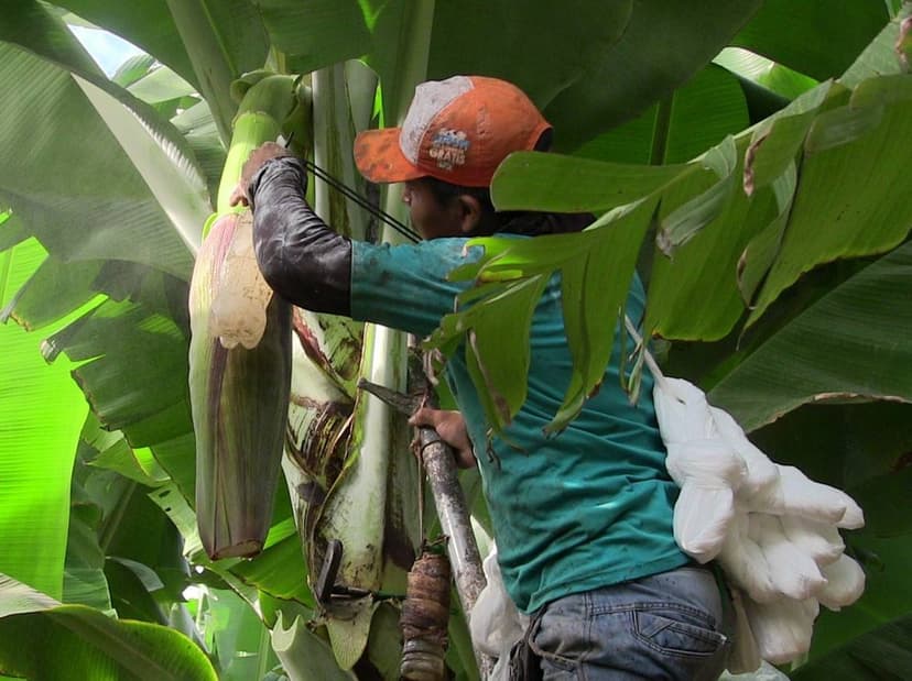 Tecnología a escalar sobre embolse temprano