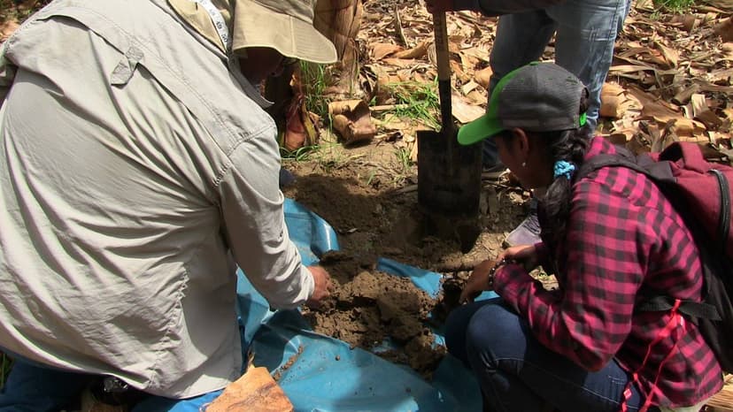 Diagnostico de campo