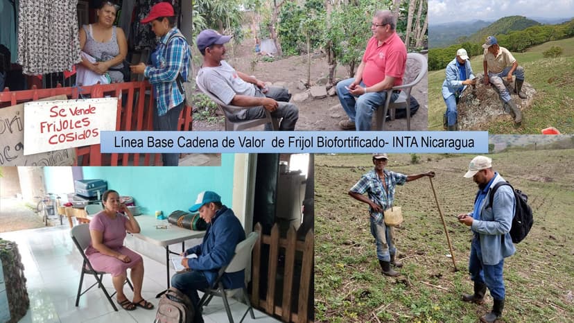 Línea base de frijol biofortificado-Nicaragua