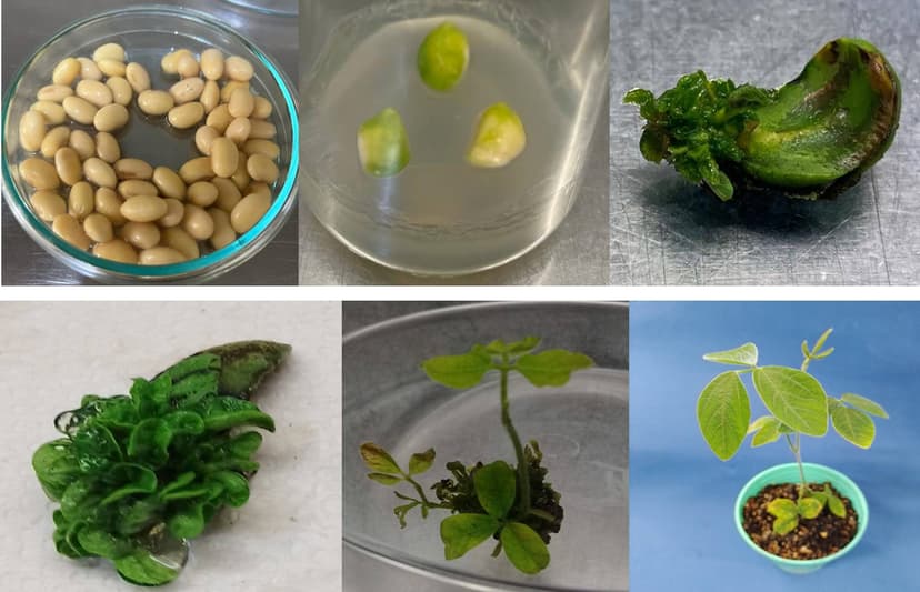 Regeneración de soja