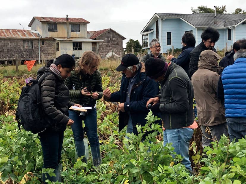 Capacitación y monitoreo de Phytophthora infestans