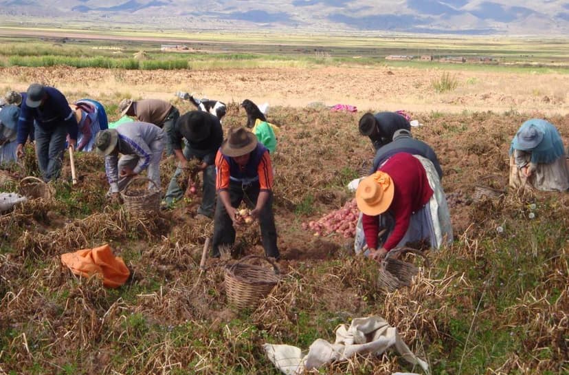Una vez que el cultivo ha cumplido su ciclo se organiza la cosecha, actividad que involucra la participación de varones, mujeres y niños.