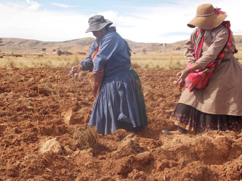 Siembra de variedades de papa nativa por la Junta Escolar, como parte de las actividades agrícolas del fondo rotatorio de semilla de papa