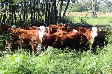 One Welfare: an innovative approach to resilient livestock farming