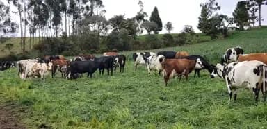 Sustainable tropical dairy systems to contribute to food security in Colombia and Ecuador