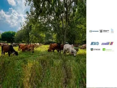 Gran Chaco Cattle: more calves, less methane