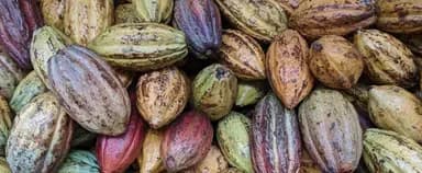Geographical indications for Mesoamerican cacao
