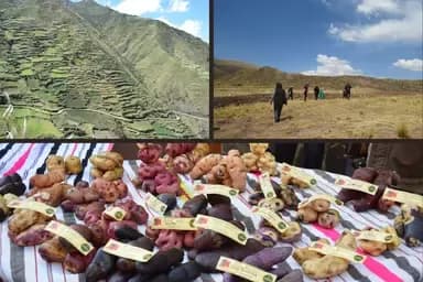 Climate change-resilient potatoes for the Andean región
