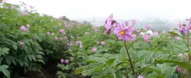 Strengthening the management of the potato purple top complex in the Andean Region