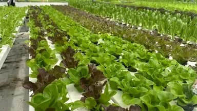 Feasibility of vertical farming technologies in LAC
