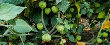 Multifunctional bio-protectors for postharvest fruits
