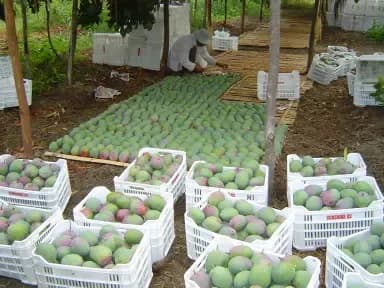 Strengthening the competitiveness of mango producers in Colombia and Peru through the comprehensive use of the fruit and development of new products

