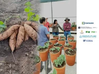 Regional network for genetic improvement in LAC to promote resilient and nutritious agricultura
