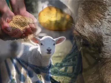 Gene editing for improvement in plant and animal species 
