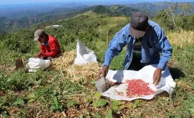 Regional alliances for iron-rich beans in Latin American countries 
