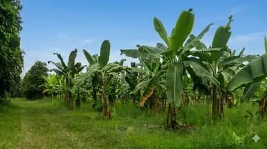 Strengthening capacities for the prevention and management of Fusarium wilt in Latin America and the Caribbean
