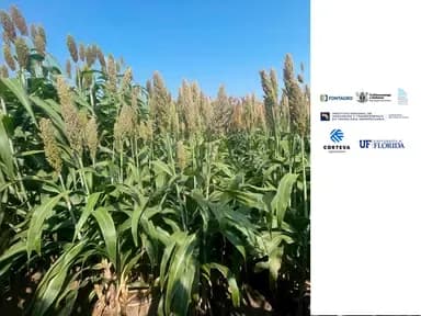 Integration of sorghum cultivation into production systems of Latin America
