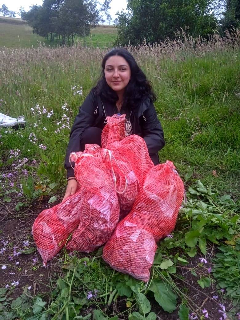 Biological field management with entomopathogenic nematodes and Baculovirus of the Guatemalan moth in native potato