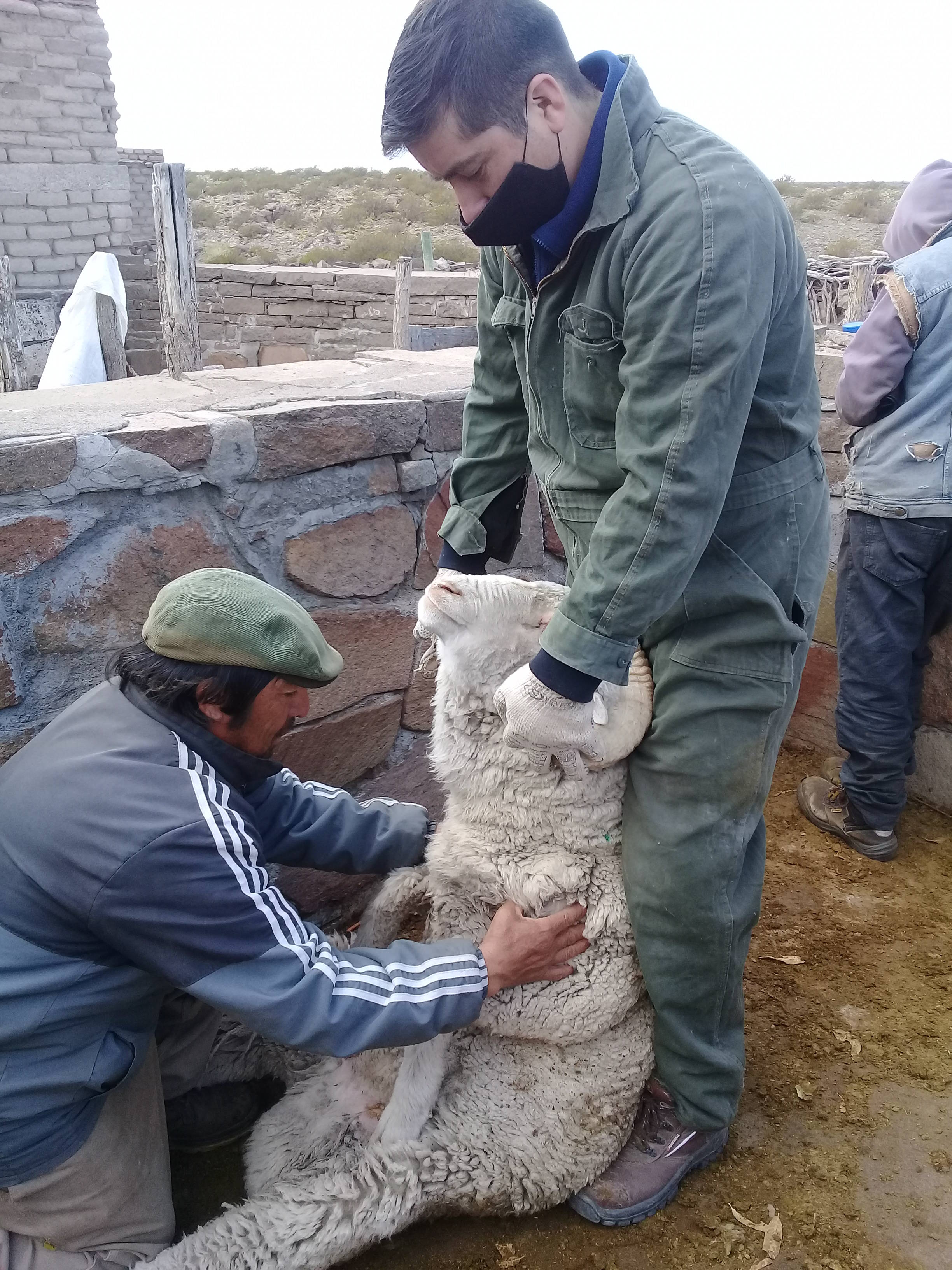 Revisación clínica de carneros y evaluación de animales previo al servicio