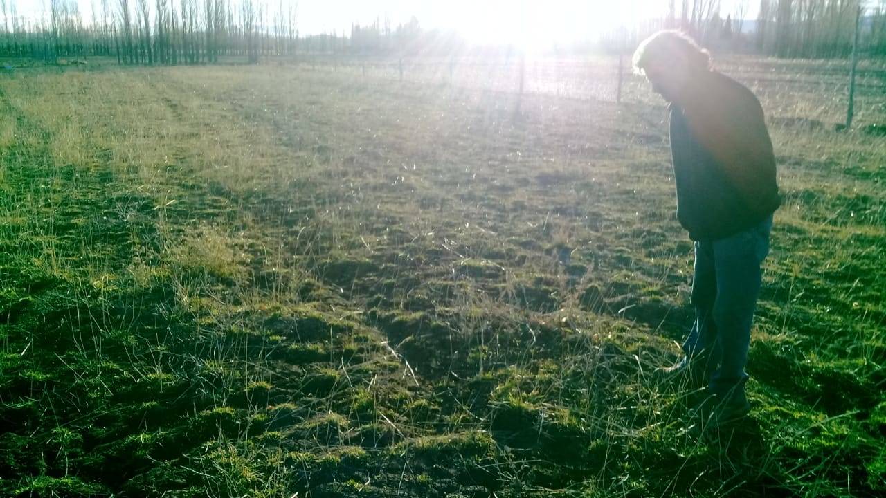 Grupo de ovineros eligiendo la mejor pastura
