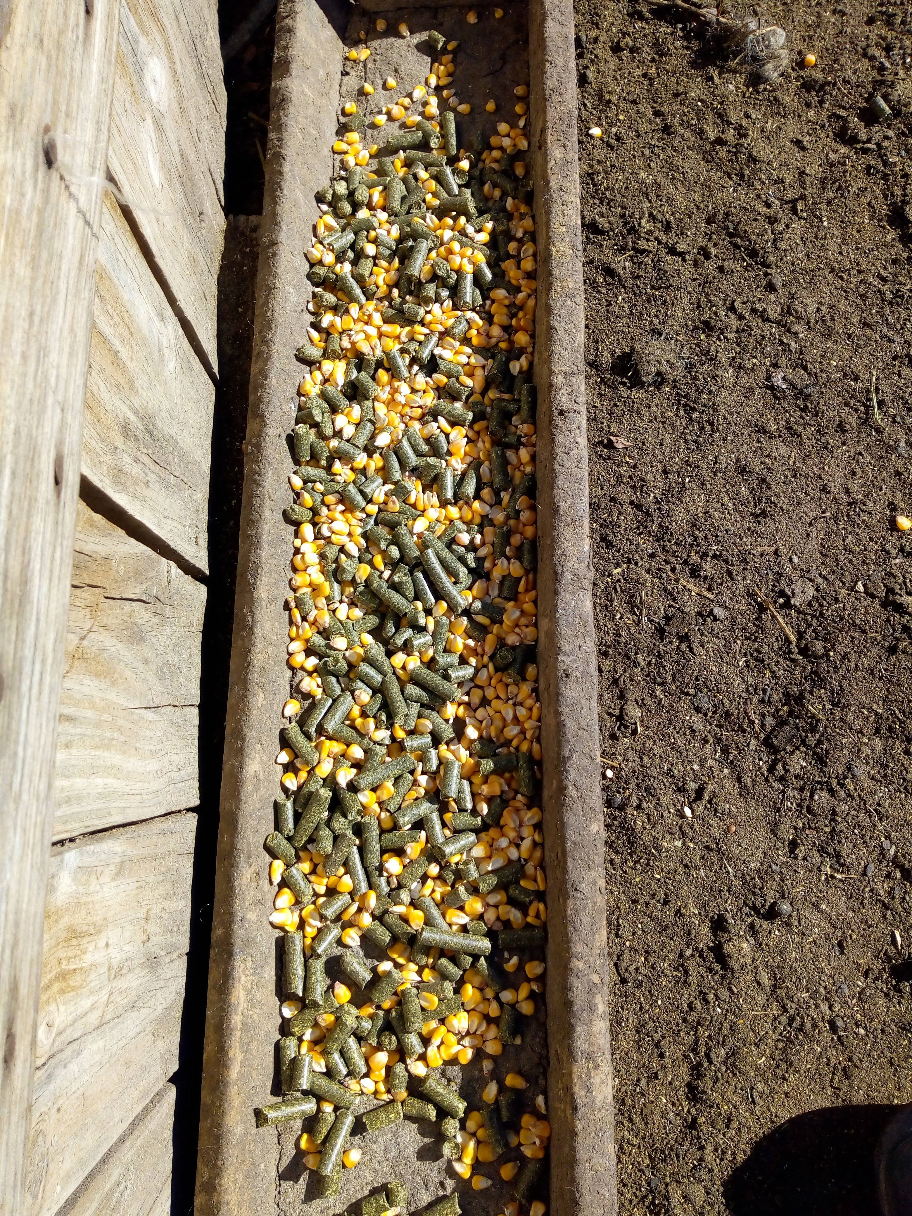 Suplementación pre servicio