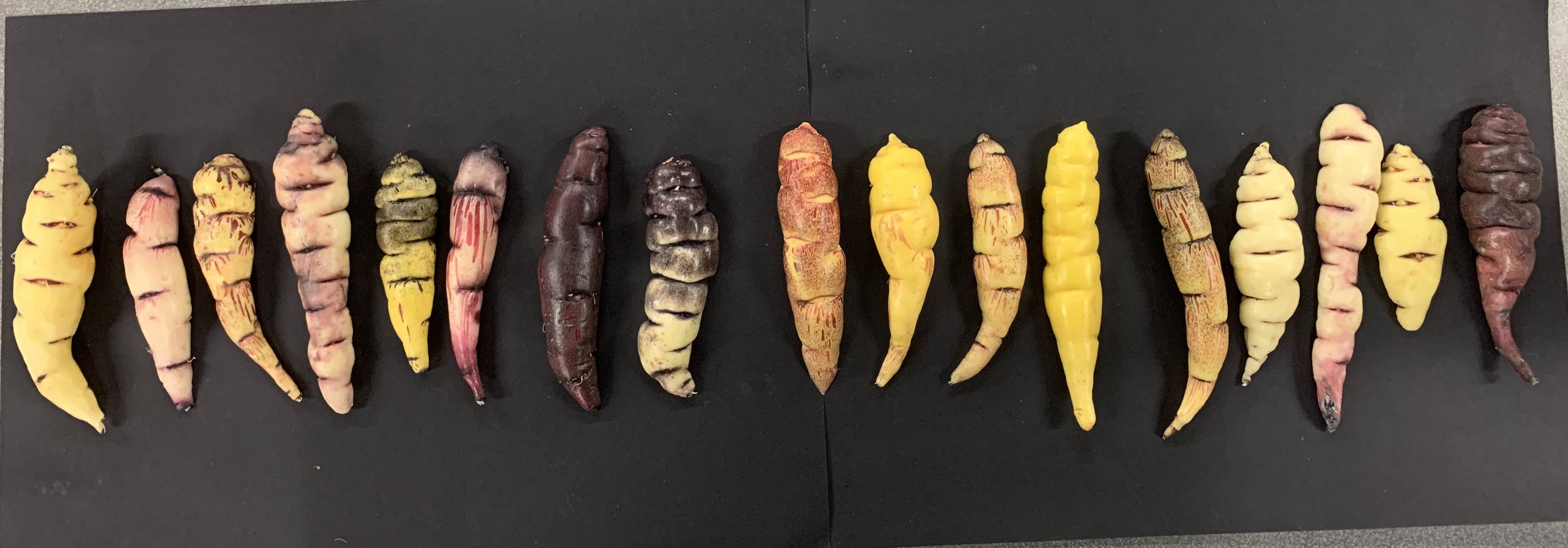 Association between the morphological features of mashua tuber, its gene expression and its genetic structure