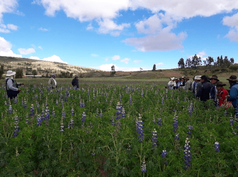 Lupinus: a strategy for adaptation to Climate Change