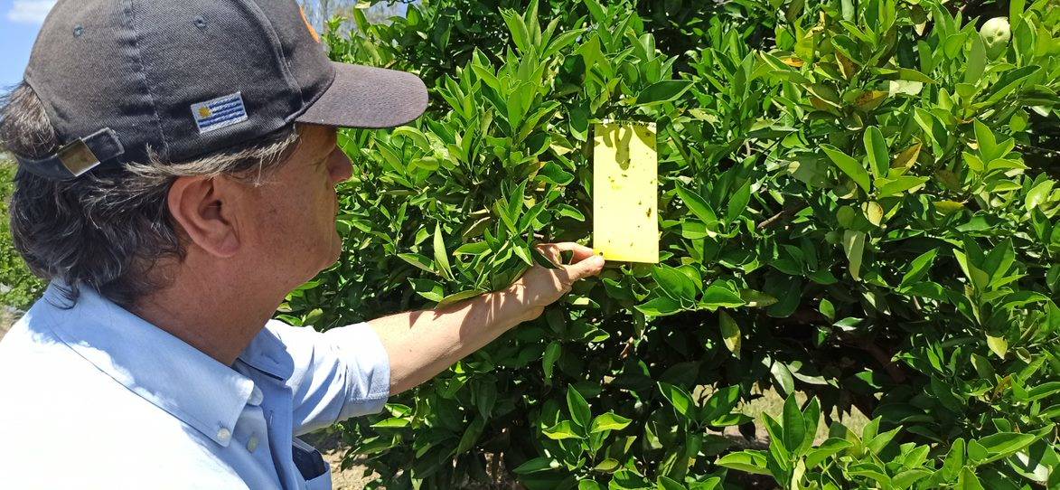 Researchers reduce the presence of HLB insect vector by 21%