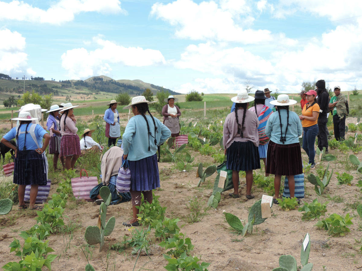 Bases for the Generation of an Integrated Adaptation Strategy for Livestock Systems of Latin America