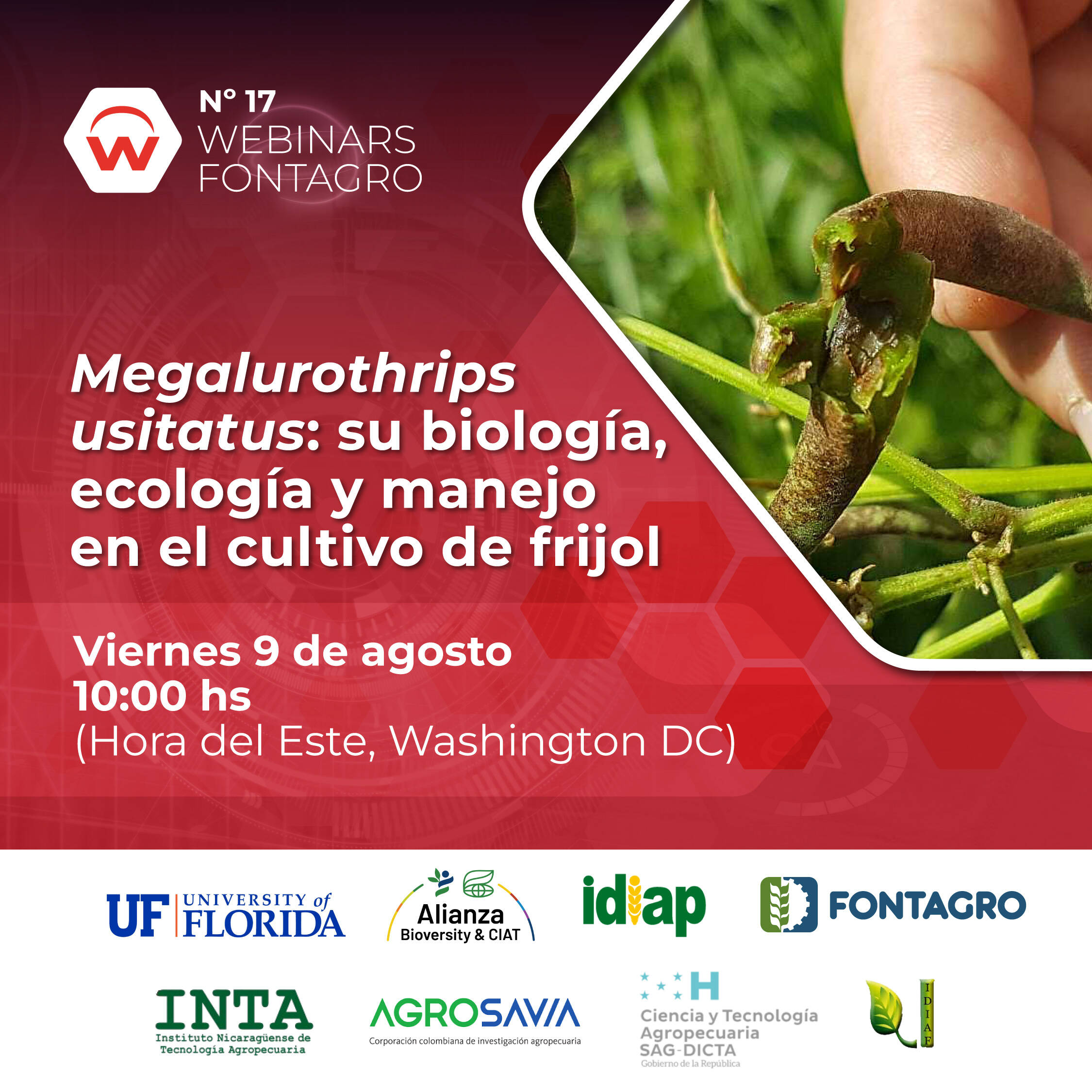Webinar- Thrips pest in beans