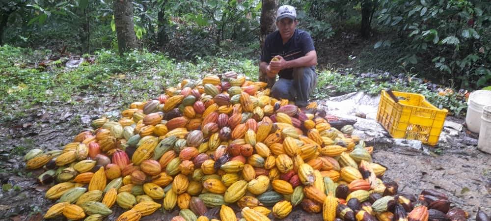 Innovative bioprocess to reduce the solubility of Cadmium in the rhizosphere of cocoa almonds