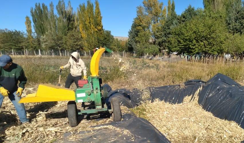 Corn silage