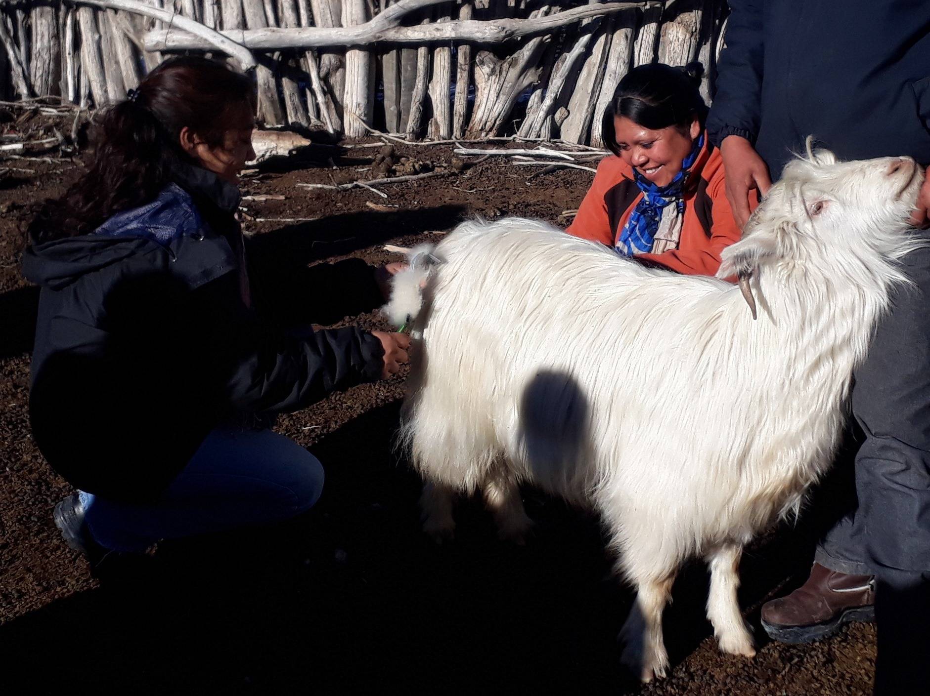 Cashmere Harvesting