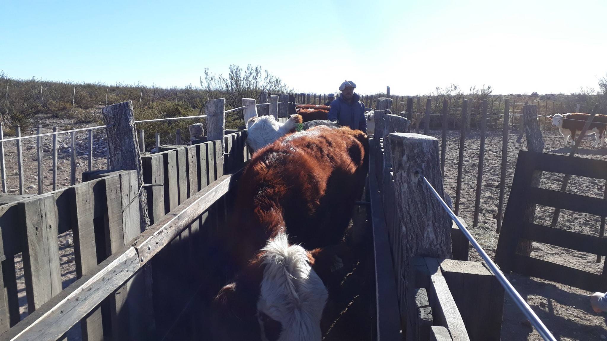 Pregnancy detection in cattle herds