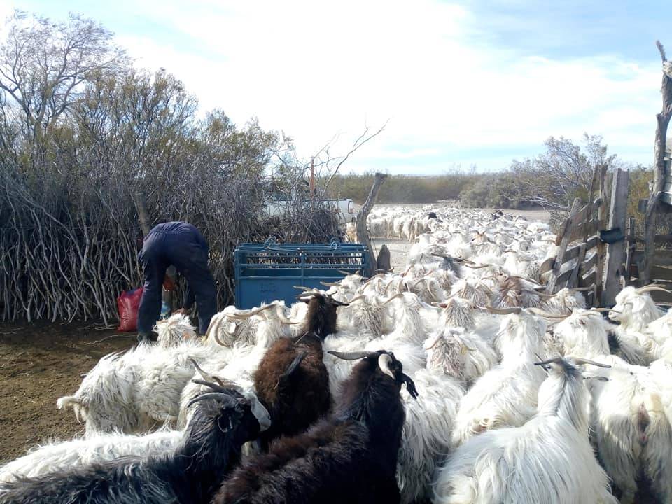 Pre-service measurement in goats