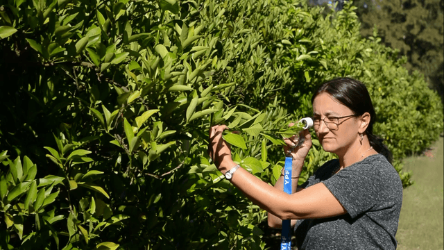 En Entre Ríos se trabaja para prevenir el HLB