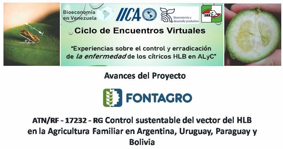 El manejo integrado de plagas en cítricos permitió disminuir un 21% la presencia del vector del HLB