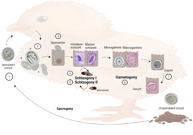 What do we know about surface proteins of Eimeria species infecting chickens?