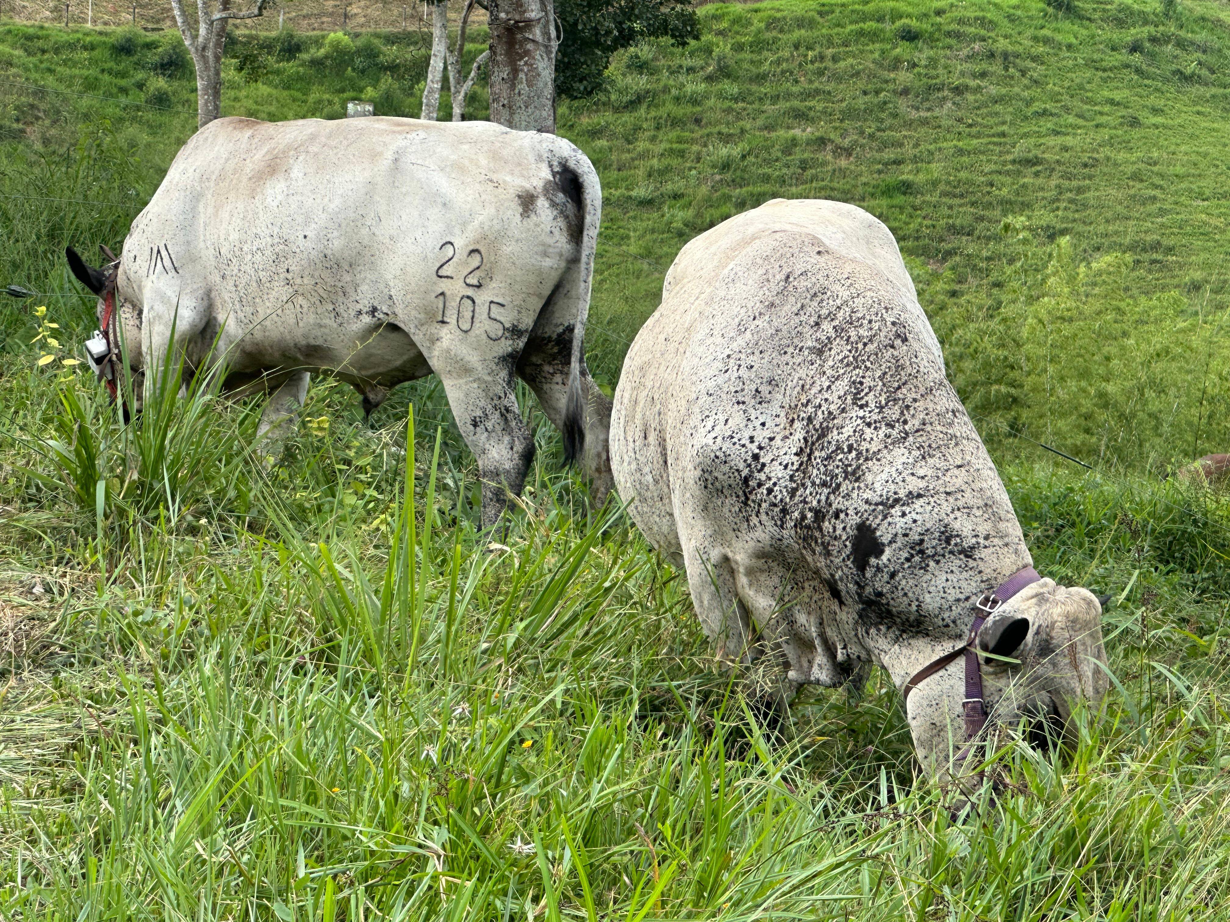 Curso virtual “AlimenTro” impulsa decisiones inteligentes en la alimentación de rumiantes