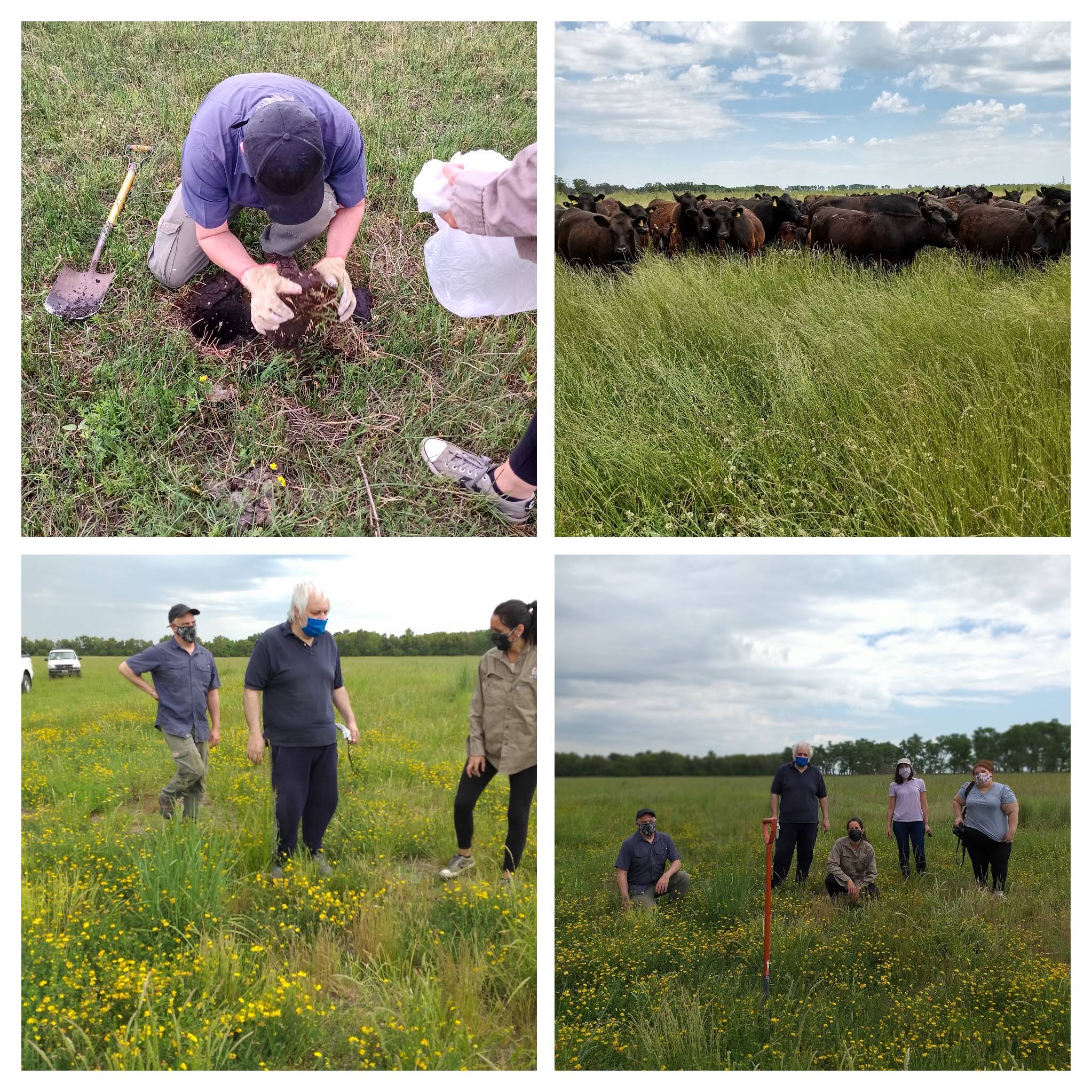Selection of study sites and soil samplings in Chascomús