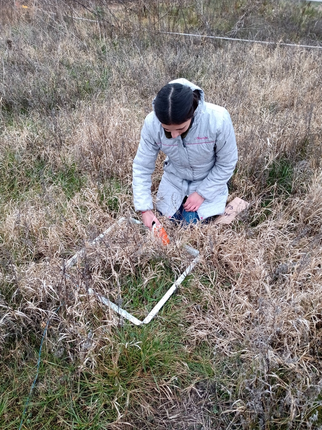 Biomasa invernal de pasturas con Lotus tenuis en la Pampa Deprimida