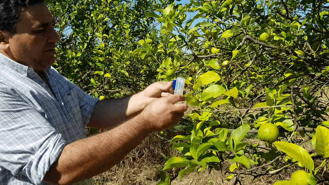 Control biológico de vector de HLB en cítricos en lote FONTAGRO Bella Vista, provincia de Corrientes, Argentina
