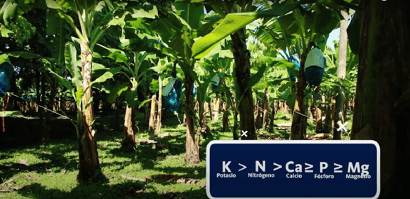 Recomendaciones para el manejo de la nutrición en banano y plátano