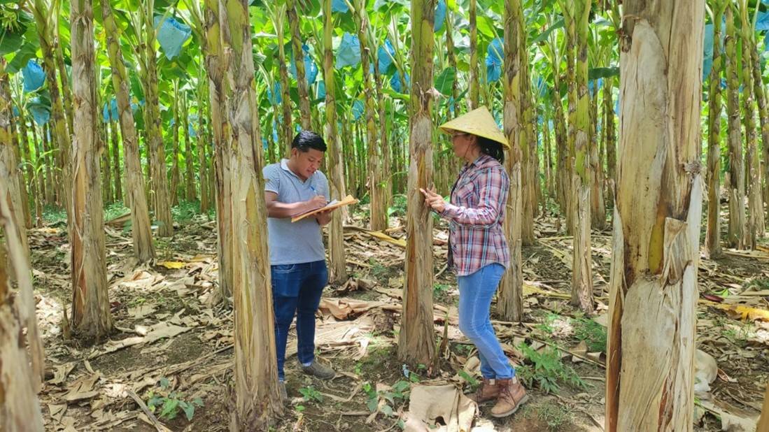 Biosecurity diagnosis in banana and plantain producing farms in Panama