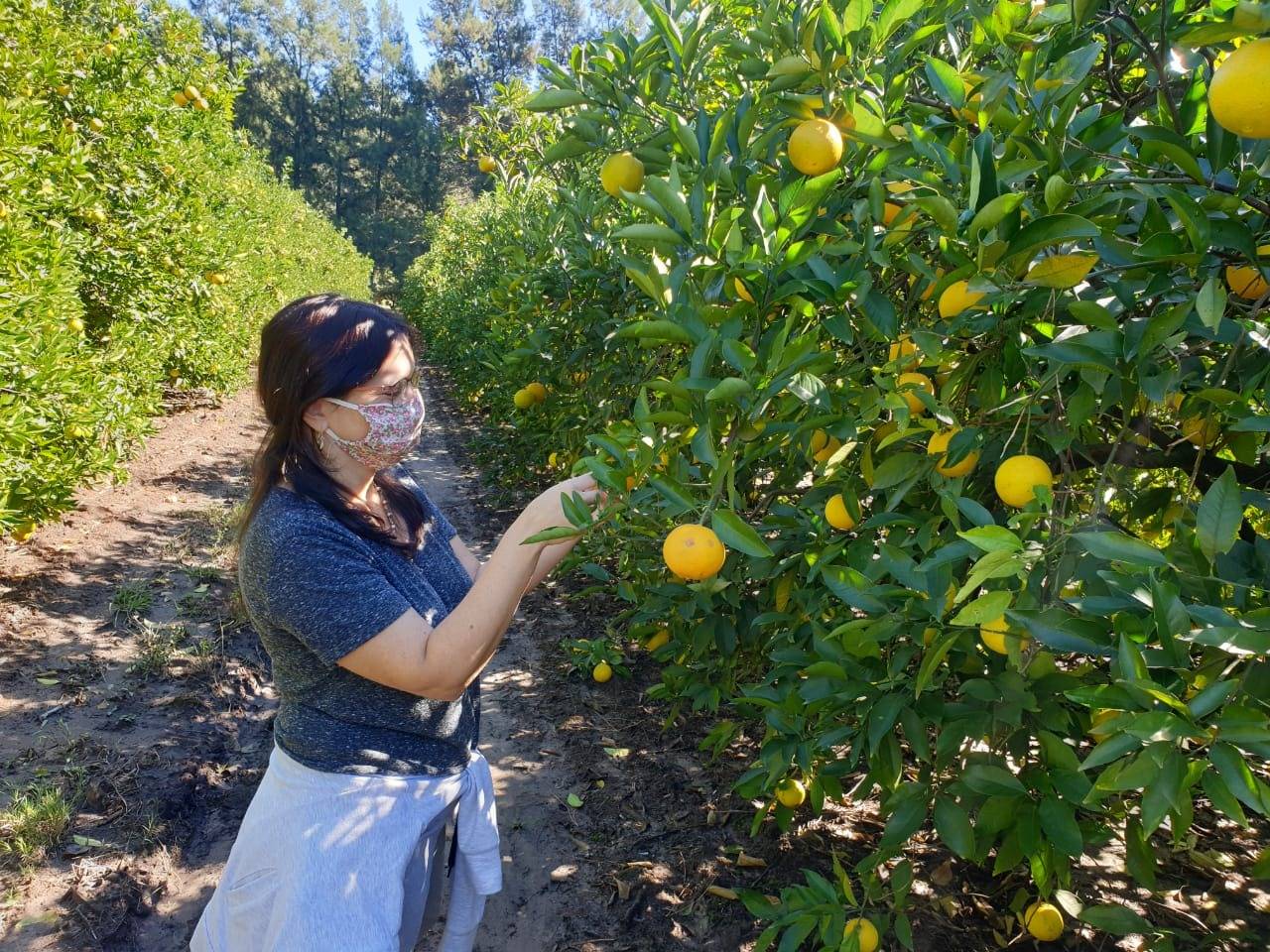 Acciones del Proyecto FONTAGRO HLB en tiempos de pandemia